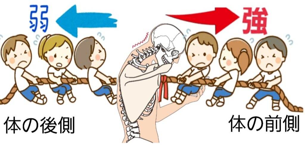 肩甲骨は体の前と後で綱引き状態になっている
